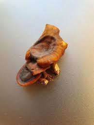 Attēlu rezultāti vaicājumam “Craterium leucocephalum var. scyphoides stalked”