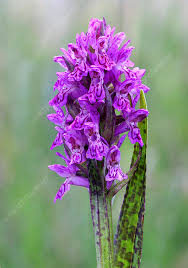 Attēlu rezultāti vaicājumam “Dactylorhiza cruenta flower”