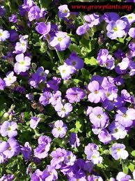 Attēlu rezultāti vaicājumam “Aubrieta deltoidea leaf”