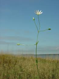 Attēlu rezultāti vaicājumam “Stellaria graminea flower”