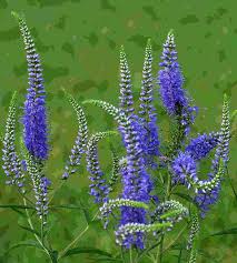 Attēlu rezultāti vaicājumam “Veronica longifolia flower”