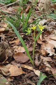 Attēlu rezultāti vaicājumam “Gagea lutea leaf”