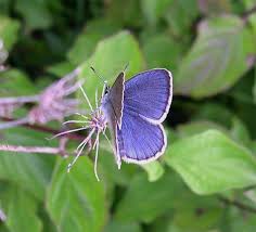 Attēlu rezultāti vaicājumam “Maculinea alcon underside”