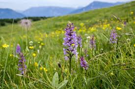 Attēlu rezultāti vaicājumam “Gymnadenia conopsea flower”