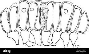 Attēlu rezultāti vaicājumam “Melampsoridium sp.”