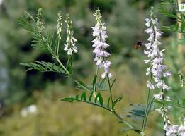 Attēlu rezultāti vaicājumam “Galega orientalis fruit”
