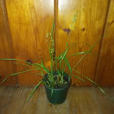 Attēlu rezultāti vaicājumam “Hierochloe odorata”