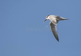 Attēlu rezultāti vaicājumam “Sterna sandvicensis adult”