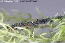 Attēlu rezultāti vaicājumam “Badhamia lilacina plasmodium”