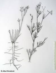 Attēlu rezultāti vaicājumam “Consolida regalis fruit”