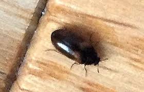 Attēlu rezultāti vaicājumam “Dermestidae”