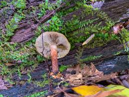 Attēlu rezultāti vaicājumam “Hypholoma lateritium”