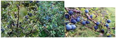 Attēlu rezultāti vaicājumam “Prunus spinosa fruit”