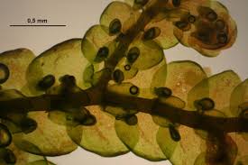 Attēlu rezultāti vaicājumam “Frullania tamarisci”