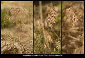 Attēlu rezultāti vaicājumam “Anisantha tectorum”