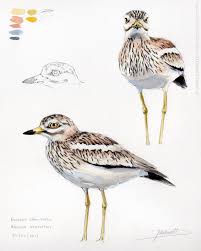 Image result for Burhinus oedicnemus