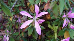 Attēlu rezultāti vaicājumam “Rhododendron canadense flower”