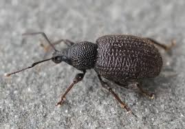 Attēlu rezultāti vaicājumam “Curculionidae”