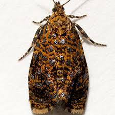 Attēlu rezultāti vaicājumam “Celypha siderana”