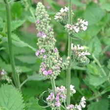 Image result for Nepeta cataria
