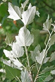 Attēlu rezultāti vaicājumam “Populus alba Nivea”