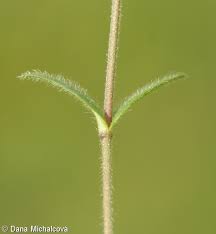 Attēlu rezultāti vaicājumam “Cerastium holosteoides leaf”