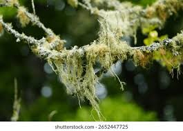 Attēlu rezultāti vaicājumam “Usnea hirta”