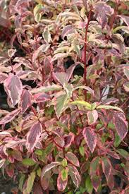 Attēlu rezultāti vaicājumam “Cornus sericea”