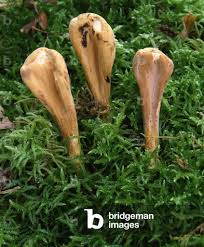 Attēlu rezultāti vaicājumam “Clavariadelphus pistillaris”