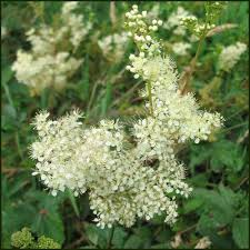 Attēlu rezultāti vaicājumam “Filipendula ulmaria  flower”