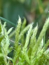 Attēlu rezultāti vaicājumam “Brachythecium albicans”