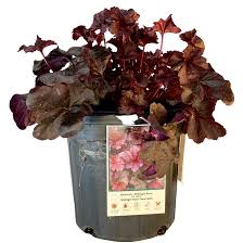 Image result for Heuchera `Midnight Rose`