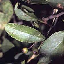 Attēlu rezultāti vaicājumam “Aronia melanocarpa leaf”