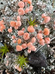 Attēlu rezultāti vaicājumam “Dibaeis baeomyces”