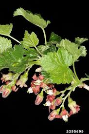 Attēlu rezultāti vaicājumam “Ribes nigrum flower”