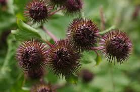 Attēlu rezultāti vaicājumam “Arctium lappa”