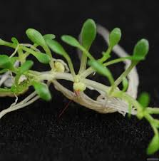 Attēlu rezultāti vaicājumam “Elatinaceae”