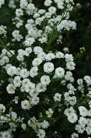 Image result for Achillea Ptarmica
