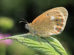 Attēlu rezultāti vaicājumam “Coenonympha glycerion”