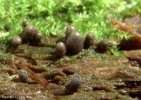 Attēlu rezultāti vaicājumam “Lycogala conicum”