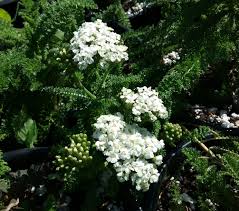 Attēlu rezultāti vaicājumam “Achillea salicifolia flower”