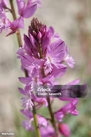 Attēlu rezultāti vaicājumam “Polygala vulgaris flower”