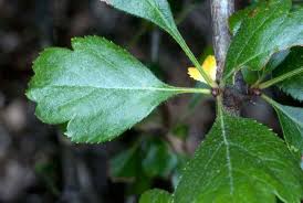 Attēlu rezultāti vaicājumam “Crataegus x macrocarpa leaf”