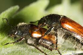 Attēlu rezultāti vaicājumam “Phyllopertha horticola imago”