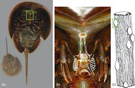 Image result for Limulus polyphemus