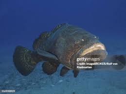 Image result for Epinephelus itajara