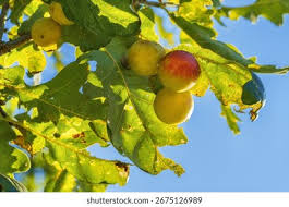 Attēlu rezultāti vaicājumam “Cynips quercusfolii”