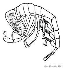 Attēlu rezultāti vaicājumam “Phronia sp.”