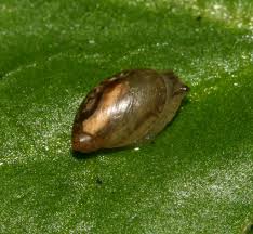 Attēlu rezultāti vaicājumam “Succinea”