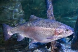 Image result for Oncorhynchus mykiss